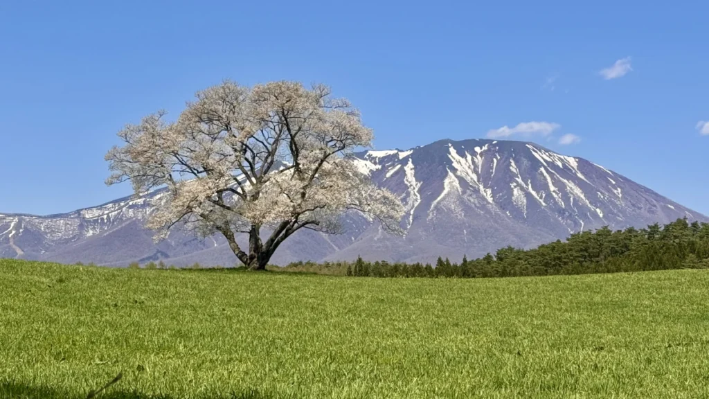 小岩井 一本桜