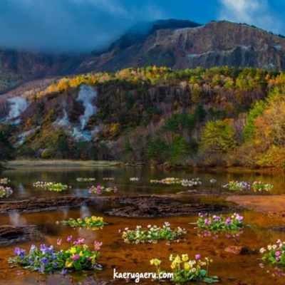 雲がかかる山を背景に、手前の沼の水面に不自然に咲く色とりどりの花々。