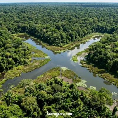 密林の中に、水面が大きな「X」の形に見える沼がある空撮。